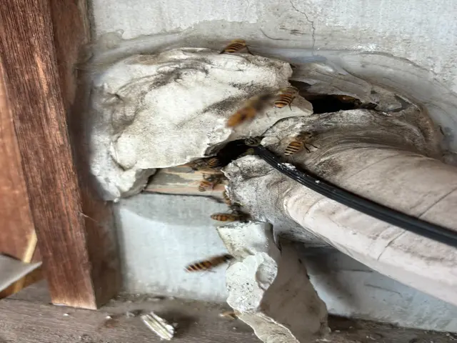 養蜂家が対応★大阪・奈良は喜んで対応★即日対応★駐車代は当店が払いますサービスの画像