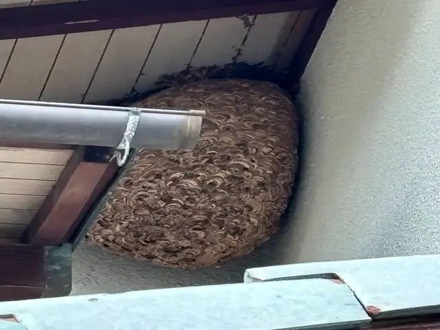 養蜂家が対応★大阪・奈良は喜んで対応★即日対応★駐車代は当店が払いますサービスの画像
