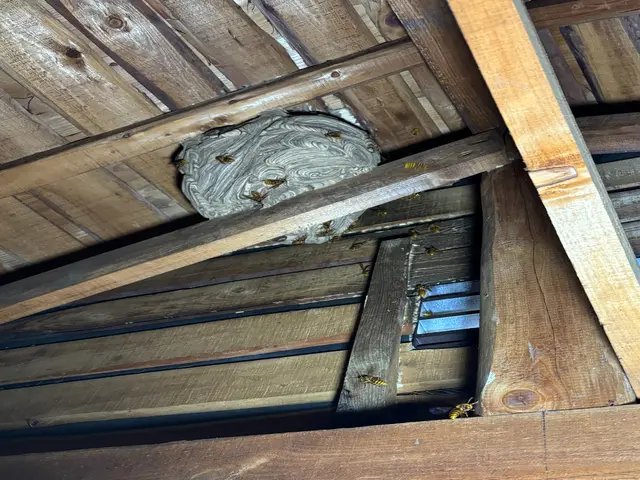 養蜂家が対応★大阪・奈良は喜んで対応★即日対応★駐車代は当店が払いますサービスの画像