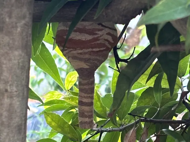 養蜂家が対応★大阪・奈良は喜んで対応★即日対応★駐車代は当店が払いますサービスの画像