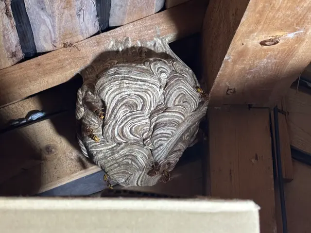 養蜂家が対応★大阪・奈良は喜んで対応★即日対応★駐車代は当店が払いますサービスの画像