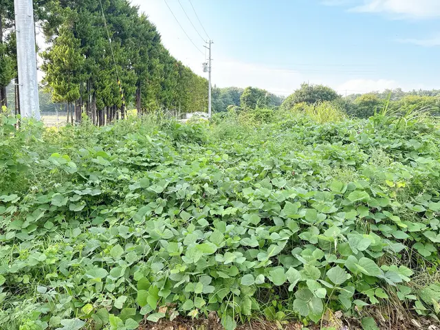 【すっきりキレイ！】迅速・丁寧な草刈りサービス！処分もおまかせ！サービスの画像