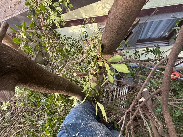 伐採・抜根サービスの画像