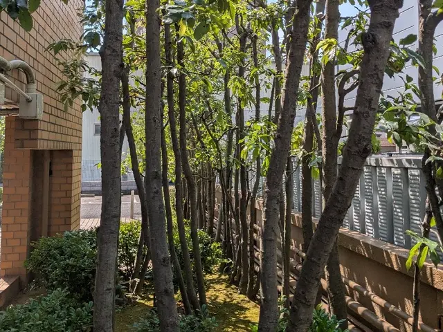 お庭の管理・庭木の剪定サービスの画像