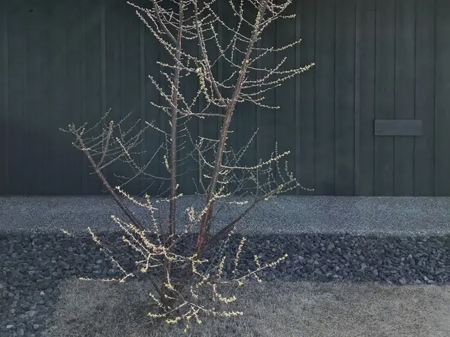 お庭の管理・庭木の剪定サービスの画像