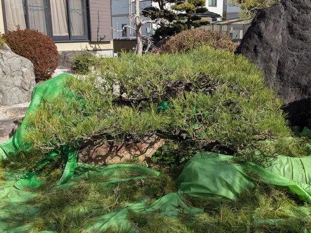 お庭の管理・庭木の剪定サービスの画像