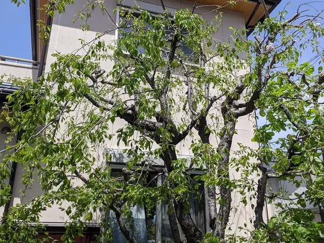 お庭の管理・庭木の剪定サービスの画像