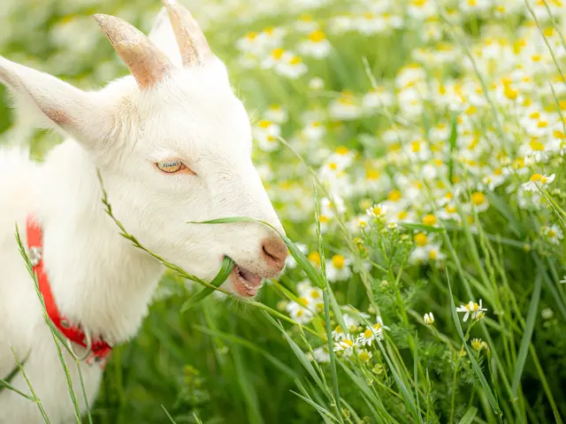 大切なご家族のワンちゃん猫ちゃん、様々な動物を自然体に可愛く撮影いたします！サービスの画像