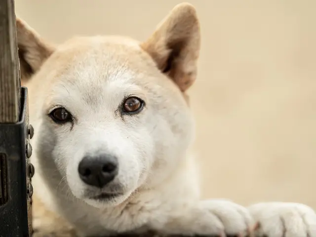 大切なご家族のワンちゃん猫ちゃん、様々な動物を自然体に可愛く撮影いたします！サービスの画像