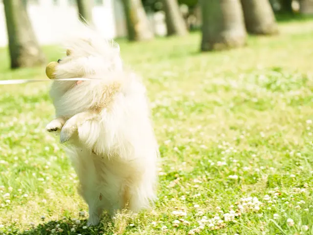 大切なご家族のワンちゃん猫ちゃん、様々な動物を自然体に可愛く撮影いたします！サービスの画像