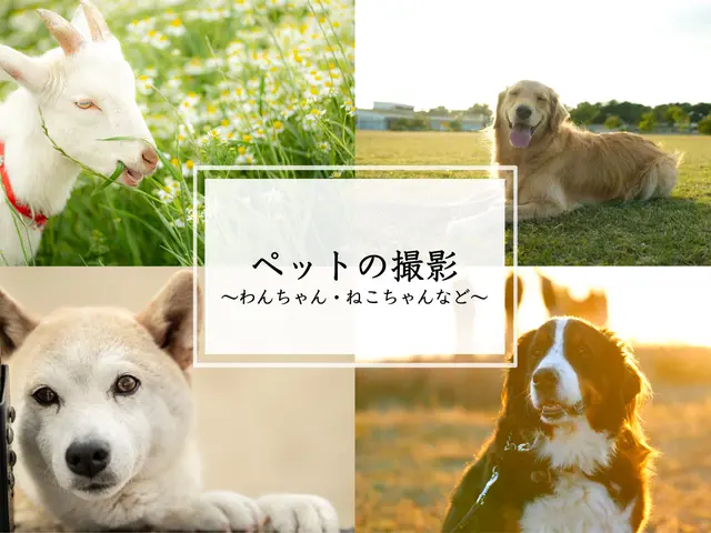 大切なご家族のワンちゃん猫ちゃん、様々な動物を自然体に可愛く撮影いたします！