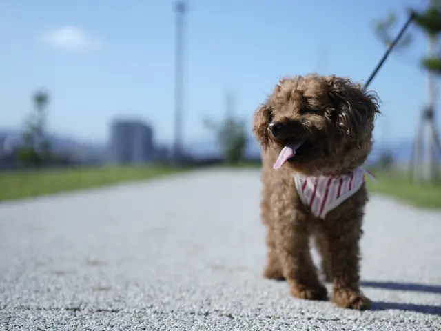 大切なご家族のワンちゃん猫ちゃん、様々な動物を自然体に可愛く撮影いたします！サービスの画像