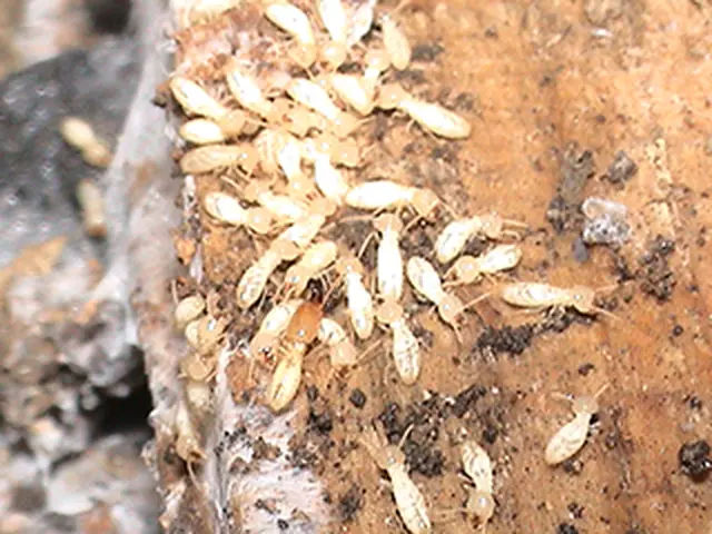 防蟻・防腐工事サービスの画像