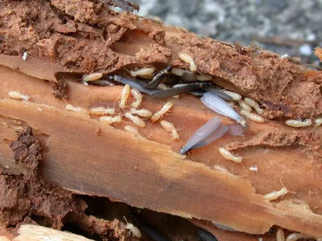 シロアリ予防駆除！点検調査・見積り(無料)サービスの画像