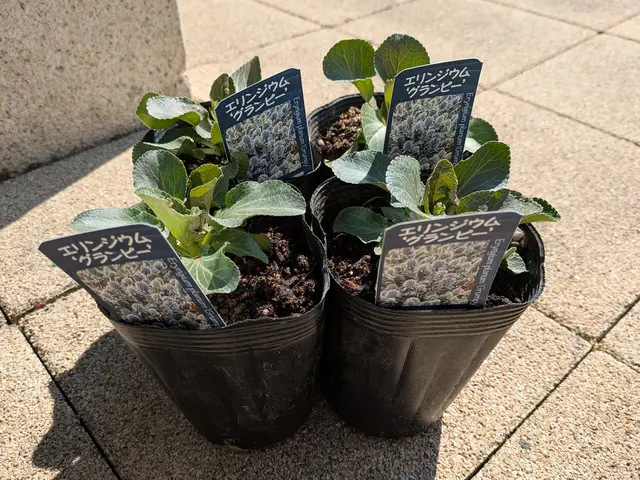 お客様の大切なお庭を丁寧に仕上げます！サービスの画像