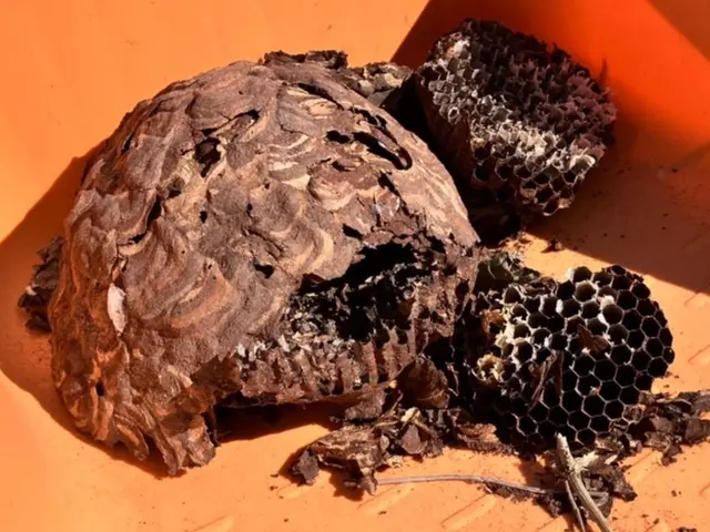 【環境省の認定事業者】害虫駆除専門のスタッフが対応致します！24時間対応可能ですサービスの画像