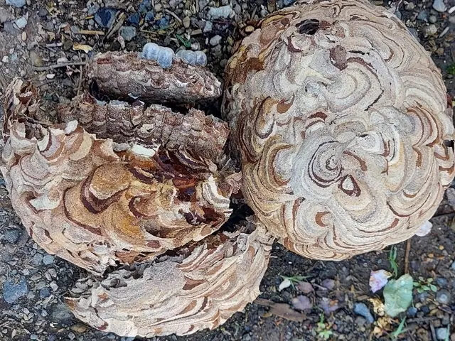 【環境省の認定事業者】害虫駆除専門のスタッフが対応致します！24時間対応可能ですサービスの画像