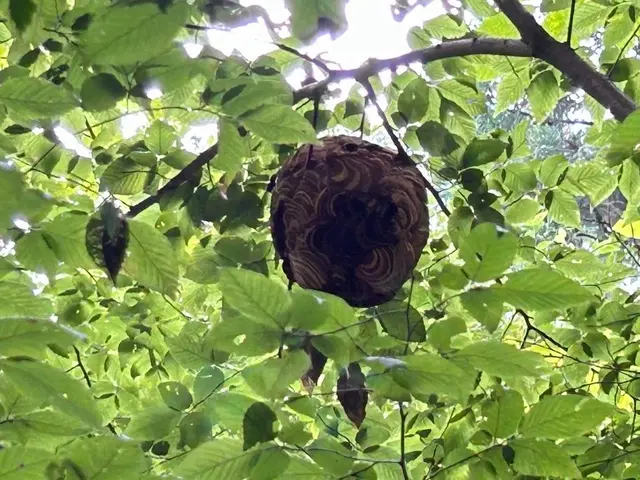 【環境省の認定事業者】害虫駆除専門のスタッフが対応致します！24時間対応可能ですサービスの画像