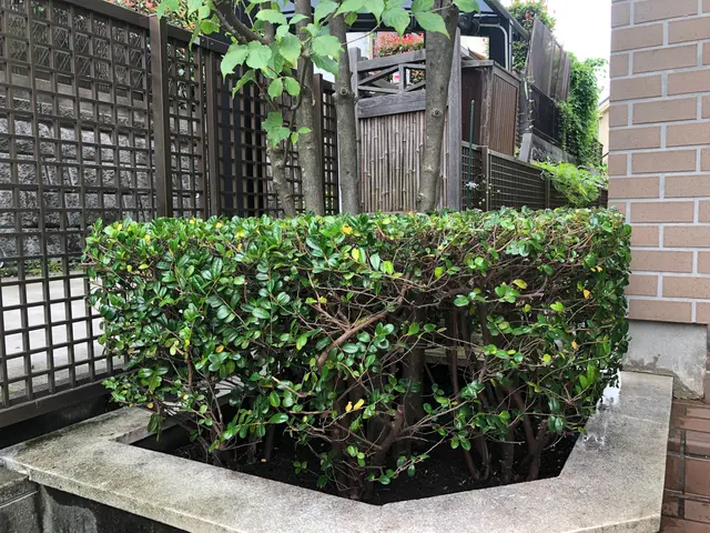 【業歴20年、技能士1級】迅速・丁寧に庭木剪定のお手伝い、お気軽にご相談くださいサービスの画像