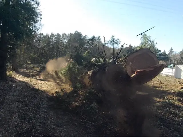 【創業53年】庭木1本から20,000m2の森林皆伐まで！サービスの画像