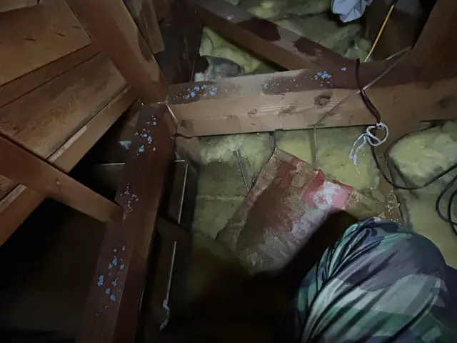 【即日】ネズミによる被害の放置は× 深夜対応可能。解決に繋げていきましょう。サービスの画像