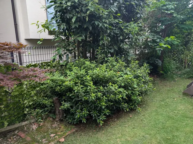 植え込み・生垣の刈り込みサービスの画像