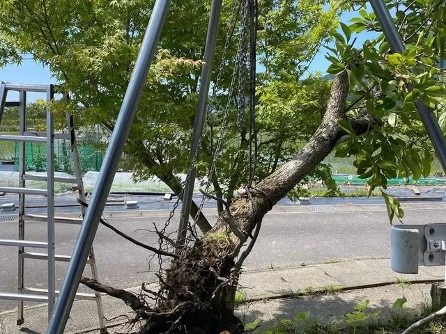 スッキリ・安心！あなたの庭木のお手入れ、お任せください！サービスの画像