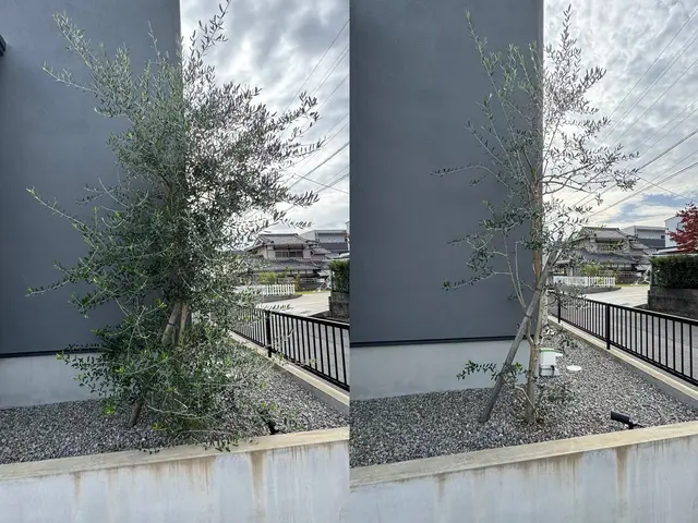 スッキリ・安心！あなたの庭木のお手入れ、お任せください！サービスの画像