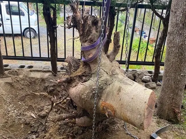 スッキリ・安心！あなたの庭木のお手入れ、お任せください！サービスの画像