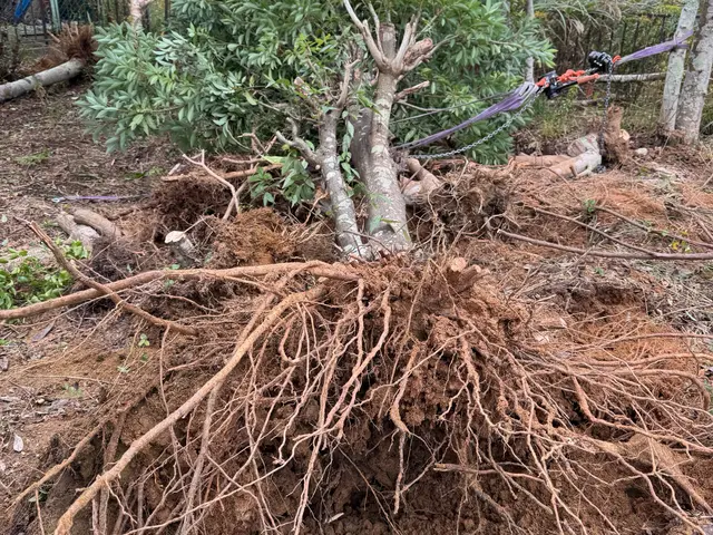スッキリ・安心！あなたの庭木のお手入れ、お任せください！サービスの画像