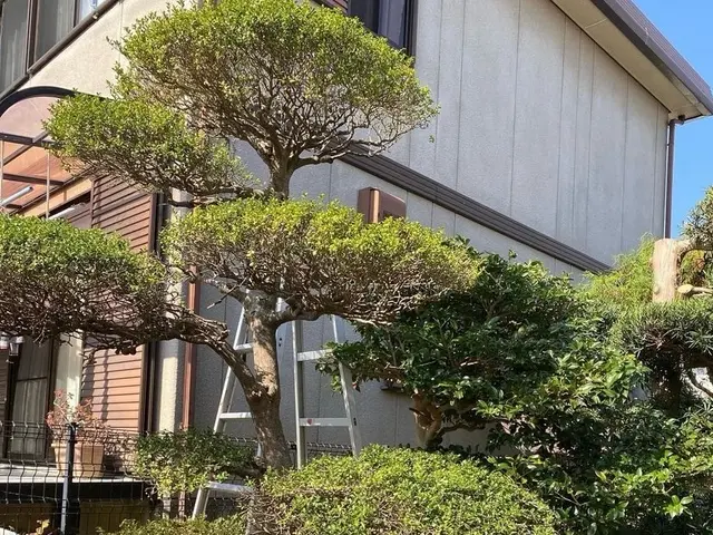 スッキリ・安心！あなたの庭木のお手入れ、お任せください！サービスの画像