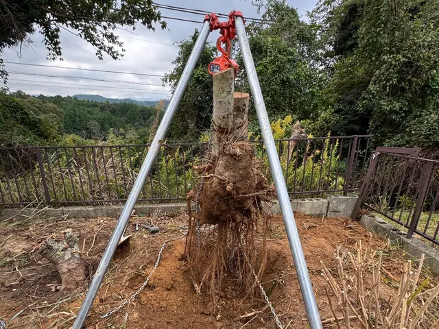 スッキリ・安心！あなたの庭木のお手入れ、お任せください！サービスの画像