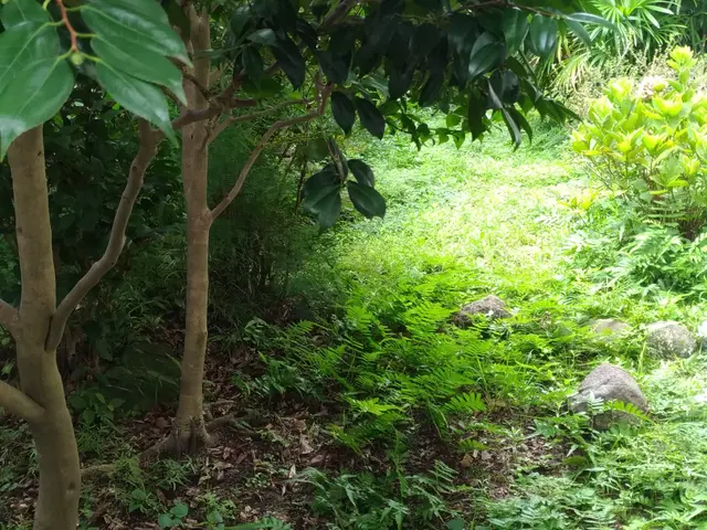 ★笑顔と人柄が決め手!  2時間で庭が劇変!!【天使の草刈り屋さん】サービスの画像