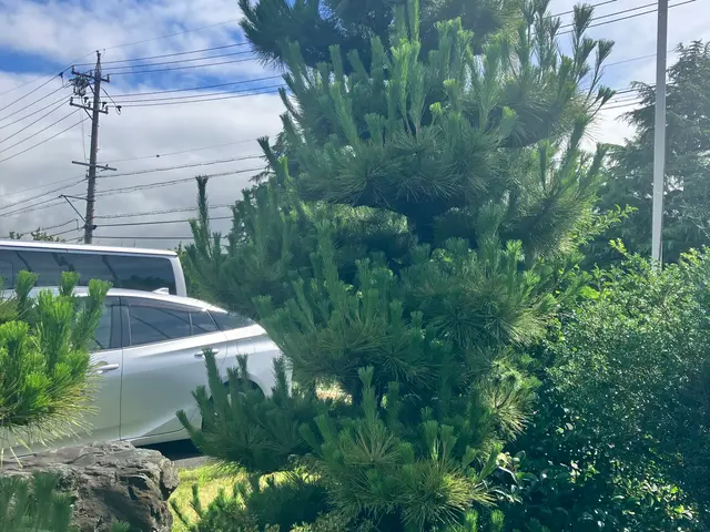 低木から松の木まで幅広く対応いたします！お気軽にご相談ください！サービスの画像