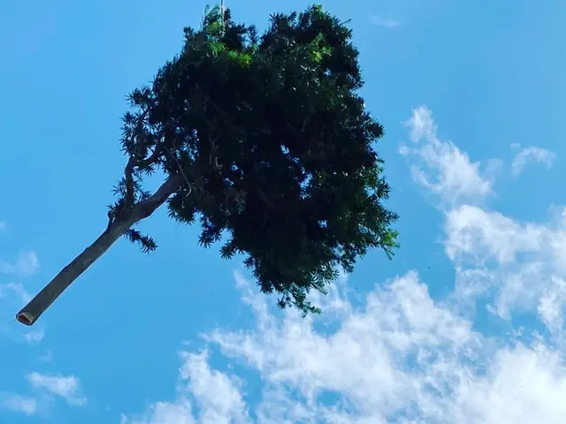 《業歴50年の実績》庭木の伐採・抜根なら当社におまかせください！サービスの画像