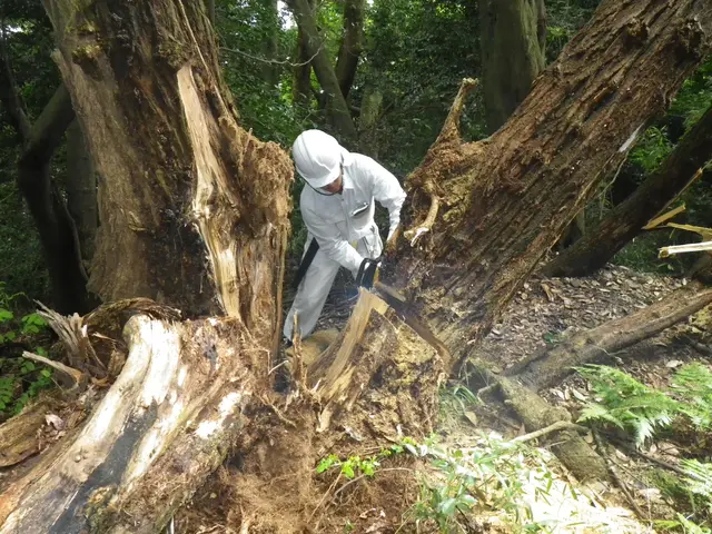 《業歴50年の実績》庭木の伐採・抜根なら当社におまかせください！サービスの画像