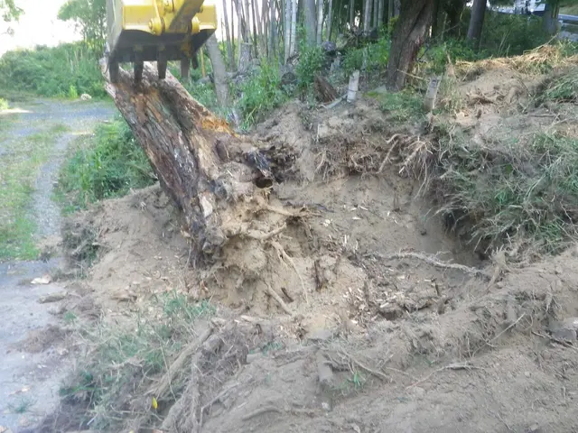 《業歴50年の実績》庭木の伐採・抜根なら当社におまかせください！サービスの画像