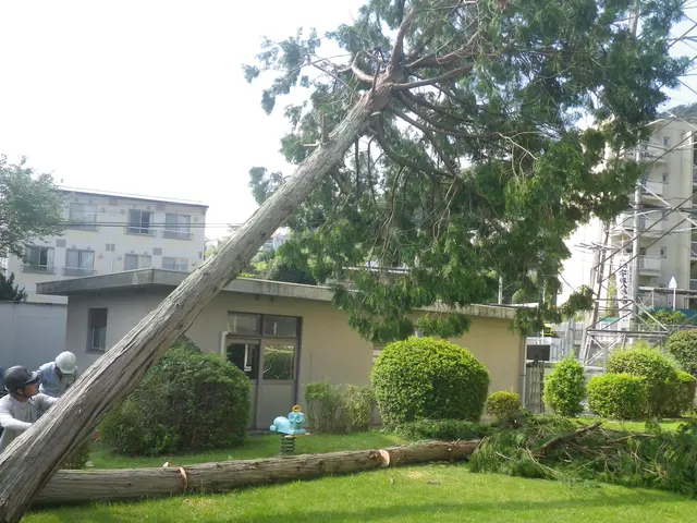 《業歴50年の実績》庭木の伐採・抜根なら当社におまかせください！サービスの画像