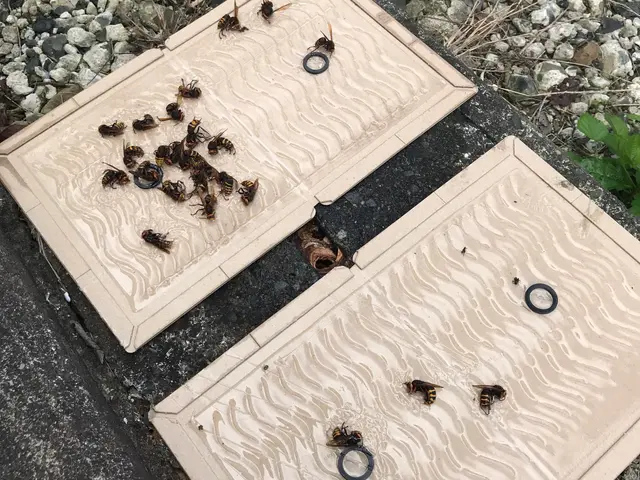 蜂の巣・害虫駆除・草刈り・不用品回収お困りごとをスッキリ解決！サービスの画像