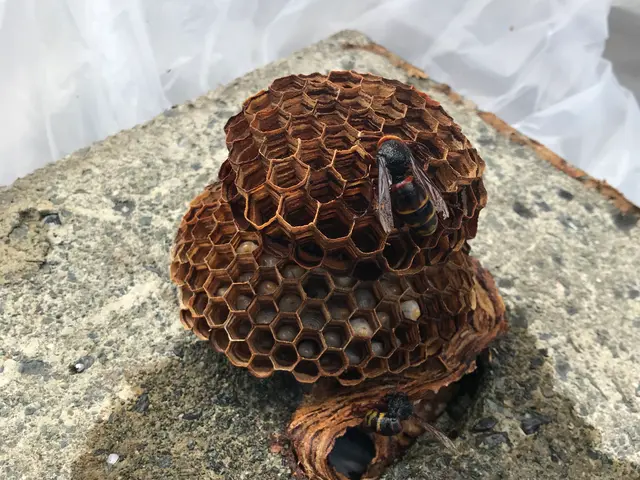 蜂の巣・害虫駆除・草刈り・不用品回収お困りごとをスッキリ解決！サービスの画像