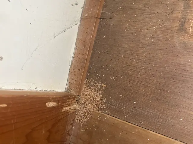 キクイムシ放置してませんか？繁殖すると大変です。一度ご相談下さい。サービスの画像