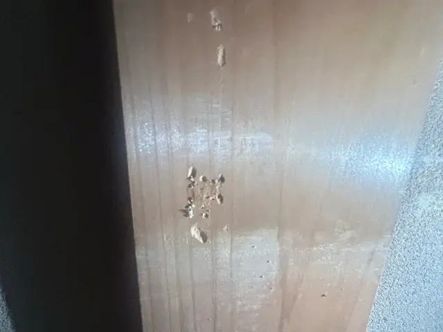 キクイムシ放置してませんか？繁殖すると大変です。一度ご相談下さい。サービスの画像