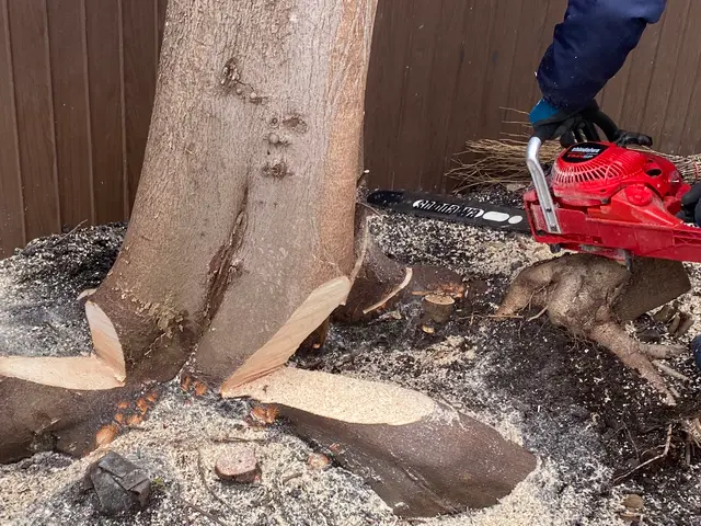 伐採後、新芽を出さない薬剤処理サービス！【2024顧客満足賞】サービスの画像