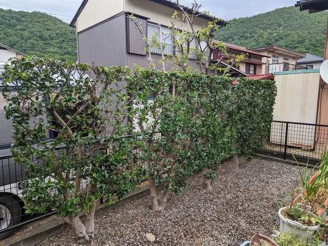 ☆お庭・アパート・店舗などの生垣剪定　お任せください！　損害保険加入済みで安心◎サービスの画像