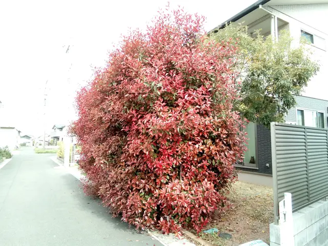 ☆お庭・アパート・店舗などの生垣剪定　お任せください！　損害保険加入済みで安心◎サービスの画像