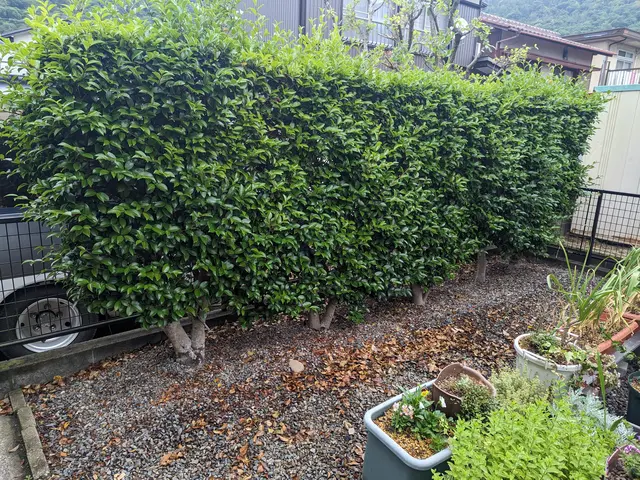 ☆お庭・アパート・店舗などの生垣剪定　お任せください！　損害保険加入済みで安心◎サービスの画像