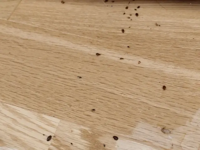 全部屋対応のみ承ります。実績あり。かなり丁寧な施工が、うちの自慢です。サービスの画像