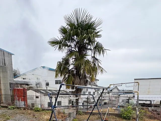 庭木の処分に困ったらUGへ！伐採・抜根おまかせ便サービスの画像