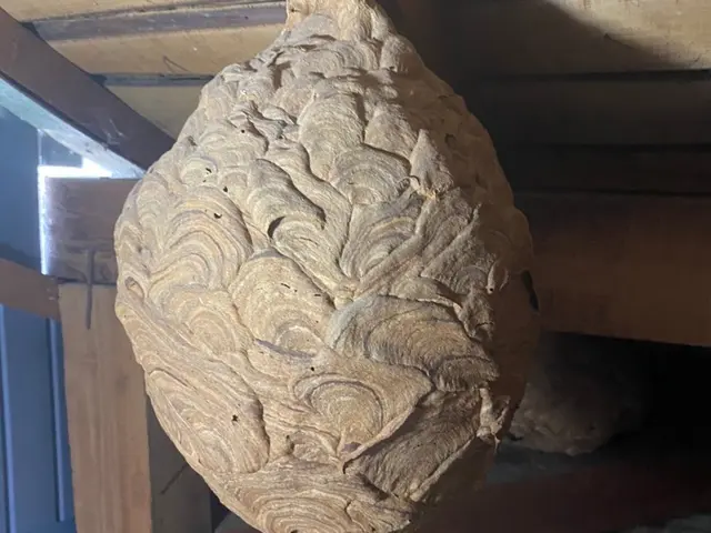 【蜂の成敗はお任せください！】お見積りは【このサービスについて質問する】へ！！サービスの画像