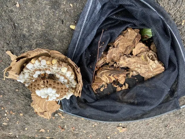 【蜂の成敗はお任せください！】お見積りは【このサービスについて質問する】へ！！サービスの画像